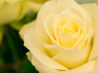 Ausflug in den Rosengarten