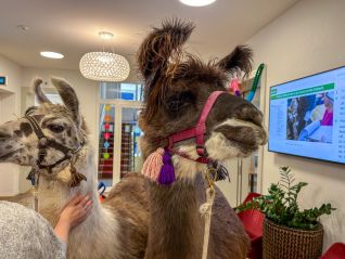 Besuch der Lama's von amaLama