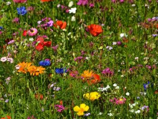 Tag der Biodiversität – 22. Mai 2026