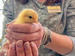 Osterküken und Eierfärben