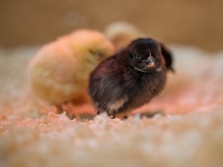 Ostern in der Grüneck